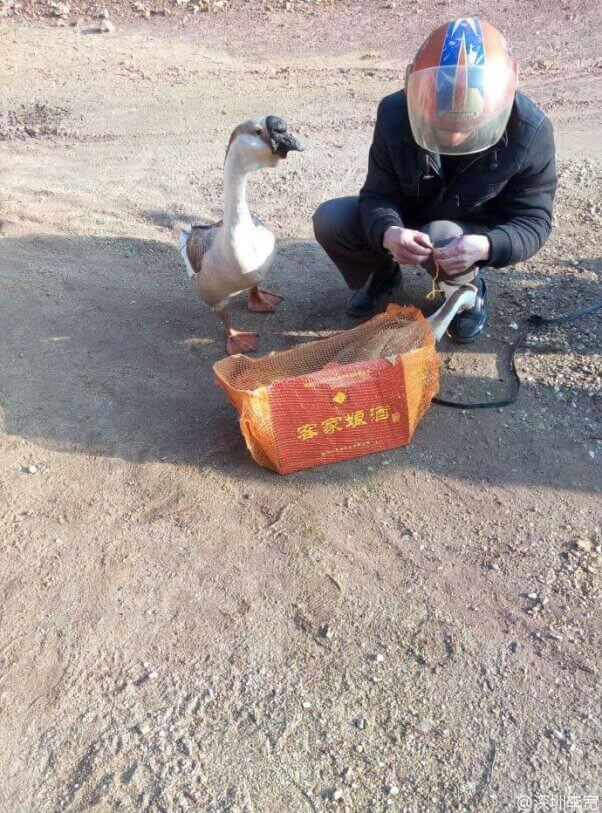 Sad-Geese-Tied-Up-602x813
