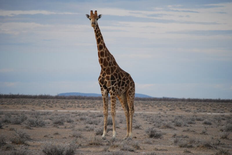 giraffe-805096_1920