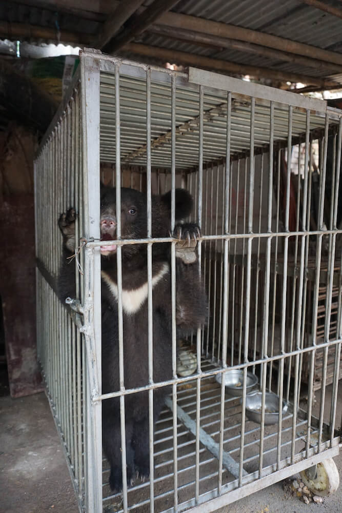 Bears caged China circus