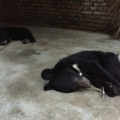 Bear cubs tethered to ground China circus