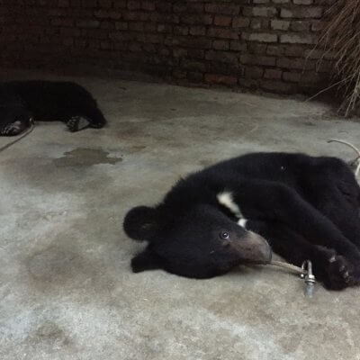 Bear cubs tethered to ground China circus