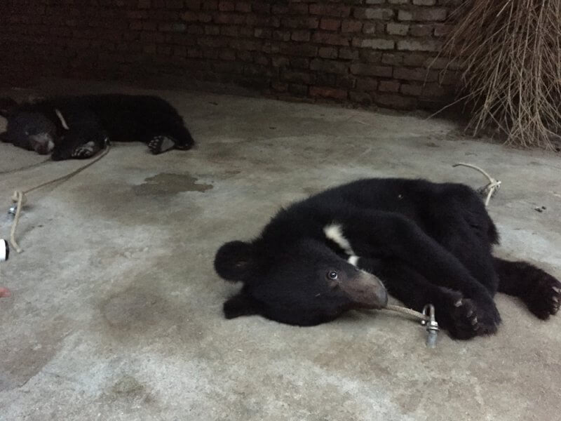 Bear cubs tethered to ground China circus