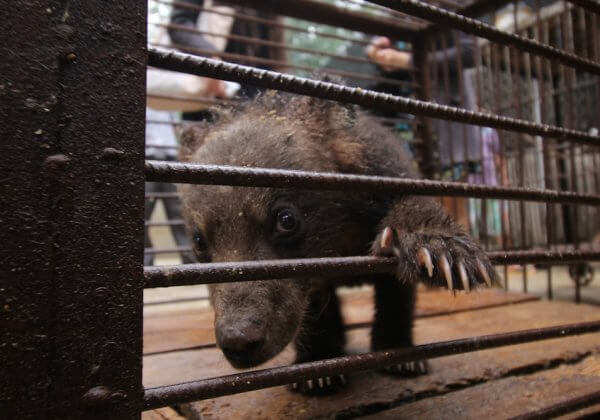 Sick bear cub China circus