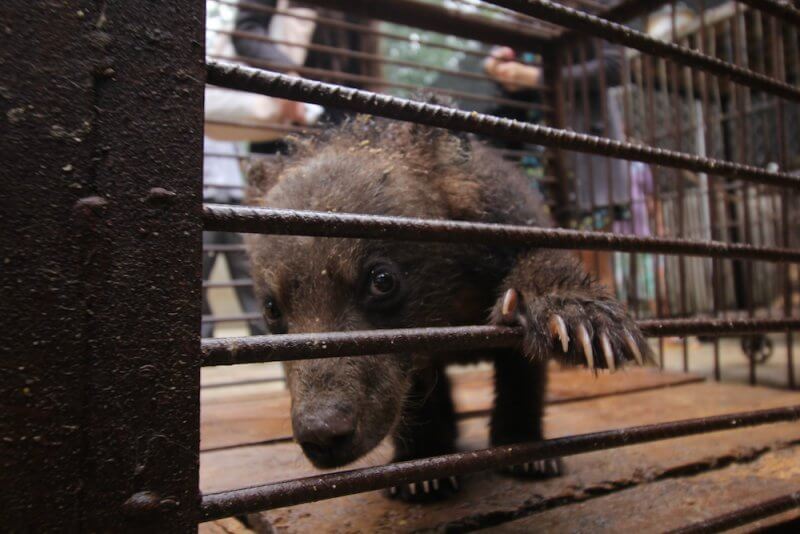 Sick bear cub China circus