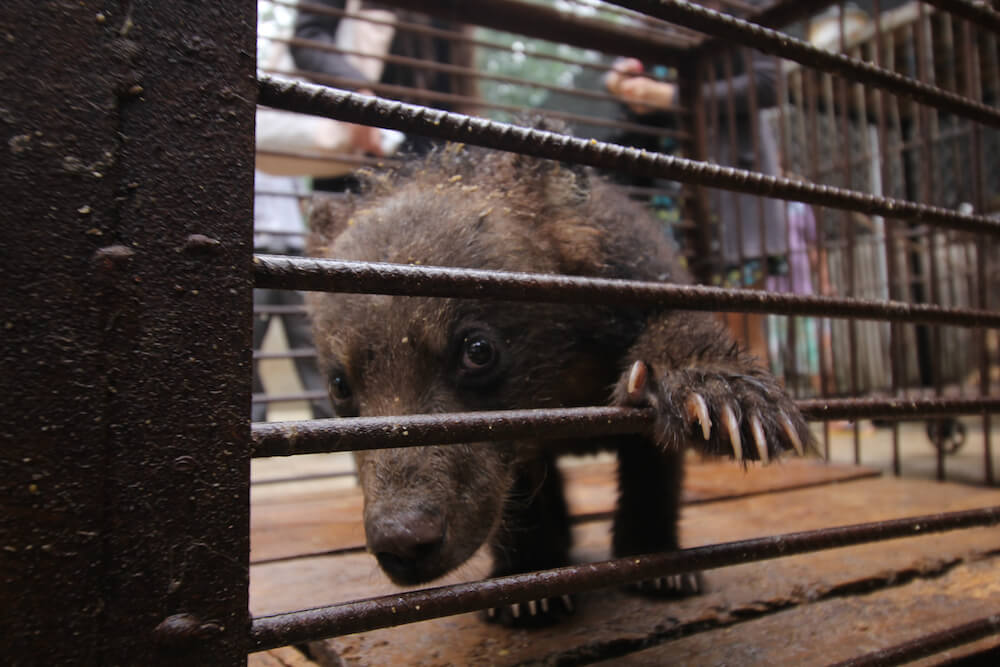 A Day in the Life of a Bear Cub in the Chinese Circus Industry