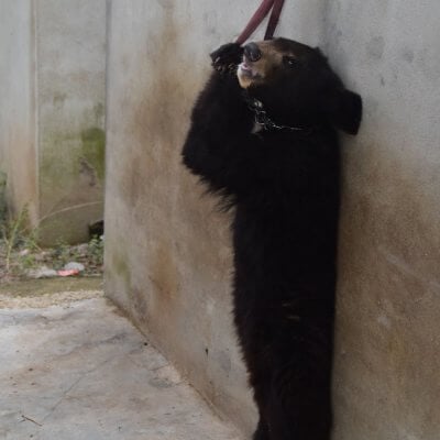 Bear chained in China circus