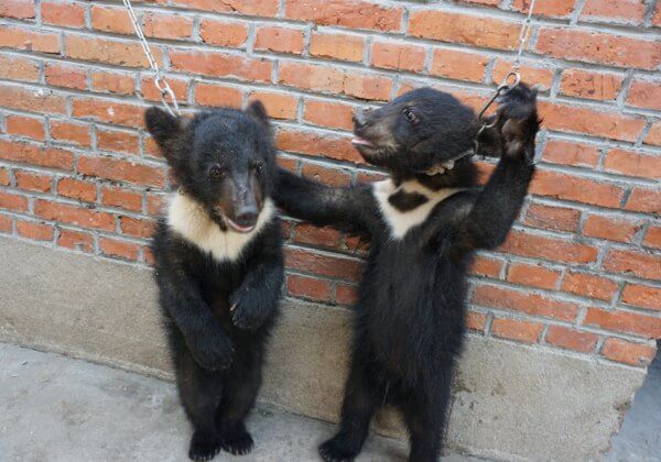 Bear cubs chained China circus