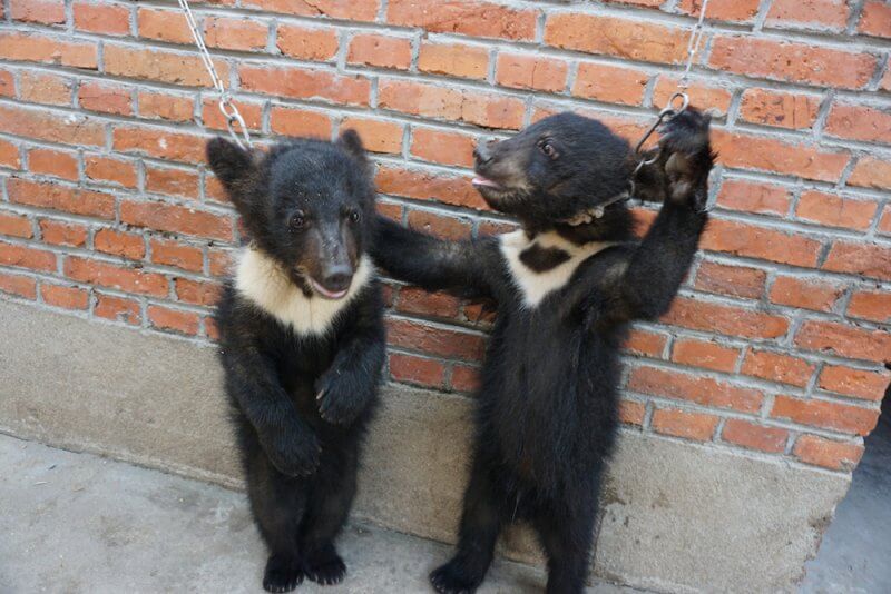 Bear cubs chained China circus