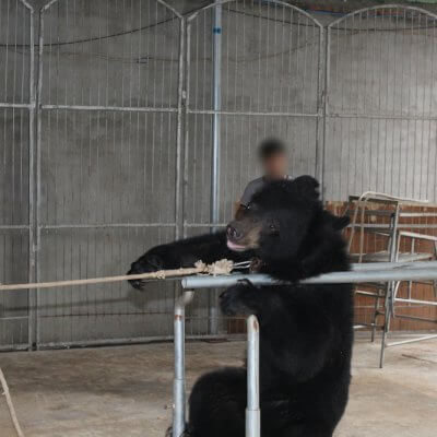Bear pulled by rope China circus