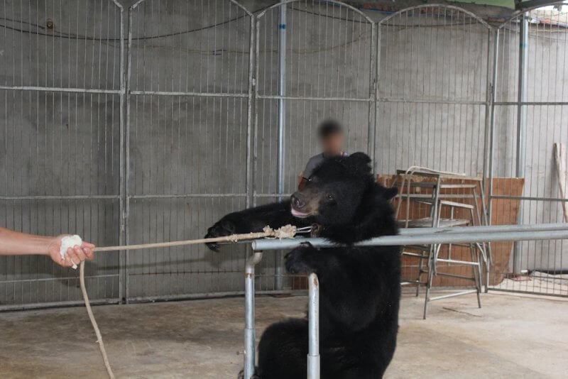 Bear pulled by rope China circus