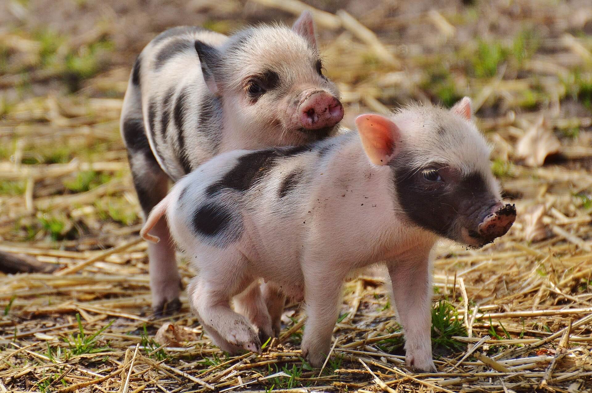 Animal Rights Movement Goes ‘One Step Further’ in This Video