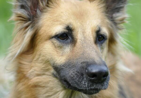 Loyal Dog Who Waited by Road for a Year to Be Found Killed by Car in Thailand
