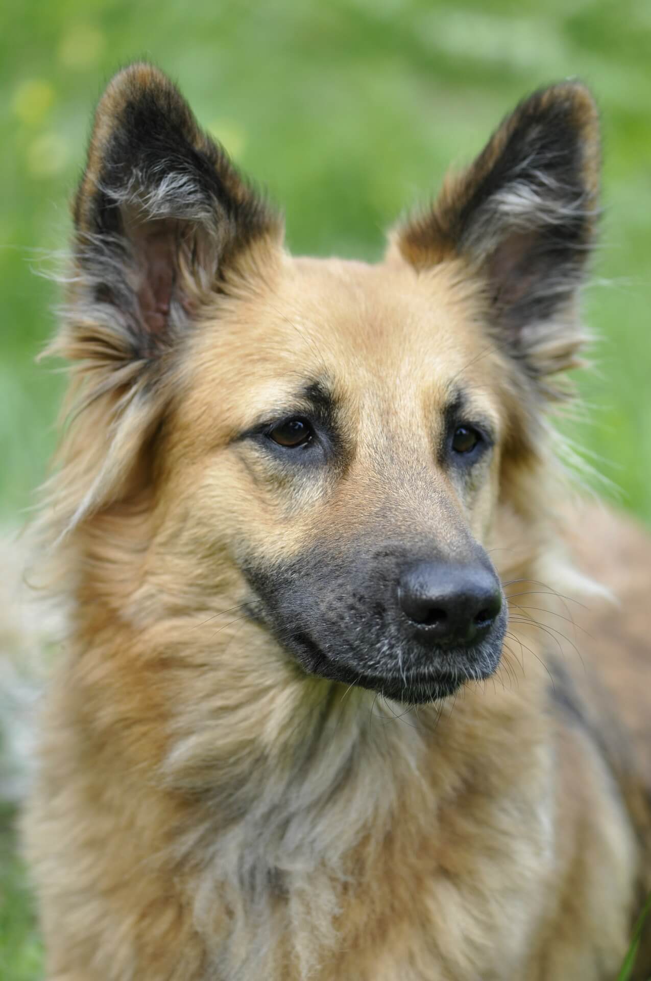 Loyal Dog Who Waited by Road for a Year to Be Found Killed by Car in Thailand