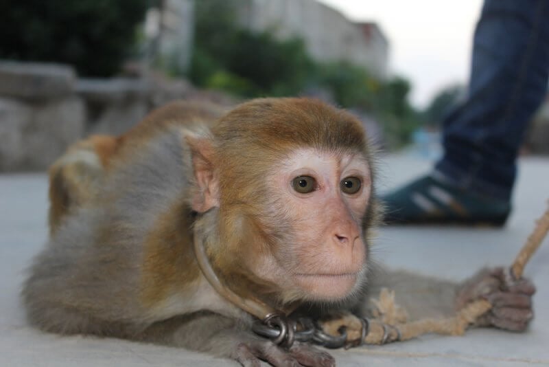  This monkey, named Xiaohua by the investigator, was dragged and yanked around by a rope around her neck. 