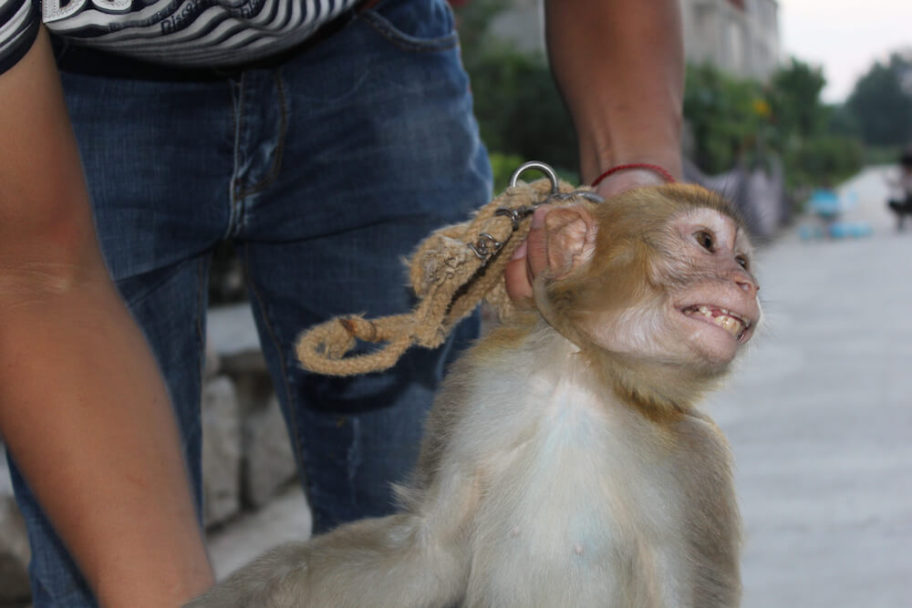 Outraged Internet Agrees With PETA: Chaining Monkey Is Disturbing and Cruel