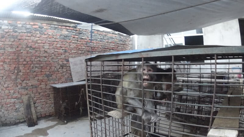When not performing, monkeys in China's circuses are caged.