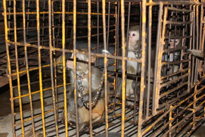 Monkeys were chained and caged when not performing in Chinese circus.