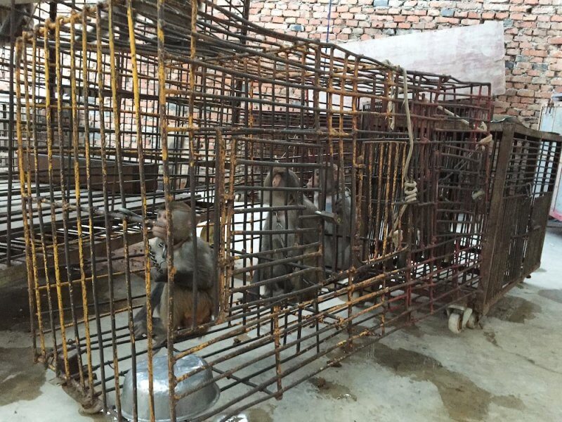  These monkeys were chained and caged when not performing in China's circuses.