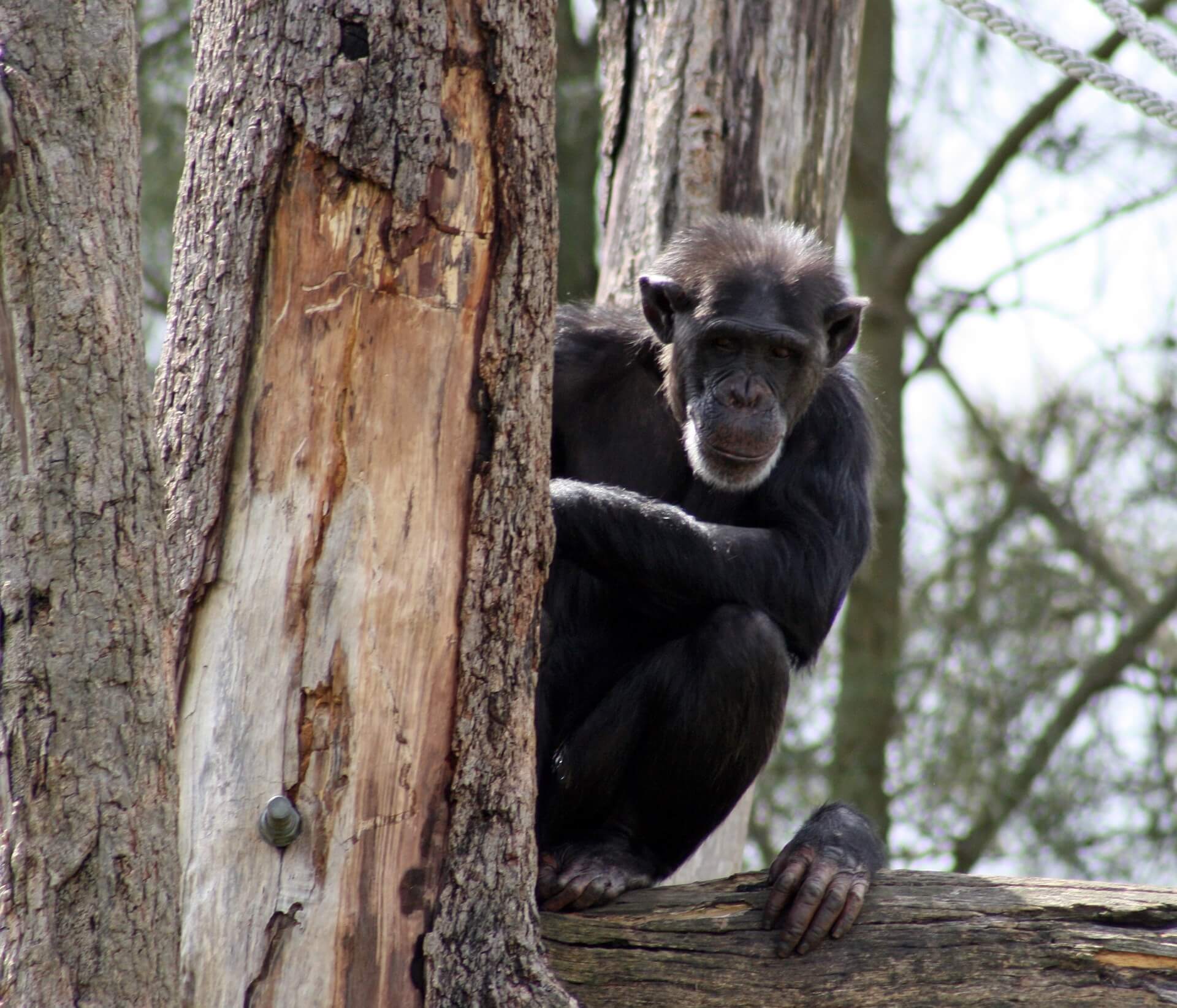 North Korean Zoo Forces Chimpanzee to Smoke 20 Cigarettes a Day