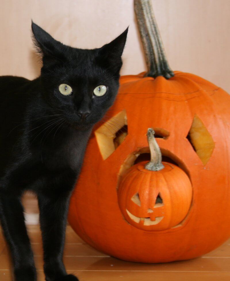 halloween_blackcat_peta2