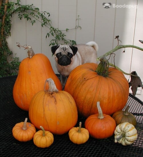 Halloween_Dog_PETA