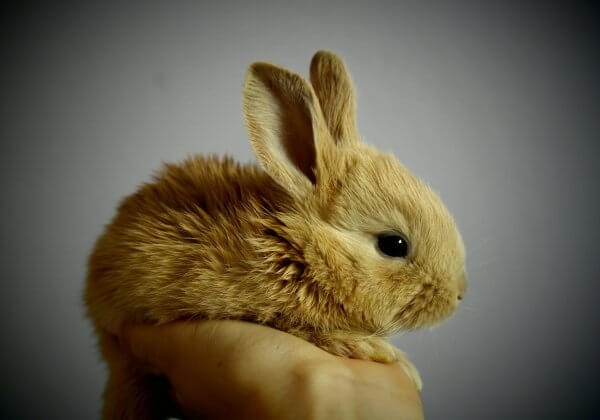 New Cosmetics Testing Regs in China Could Spare Thousands of Animals