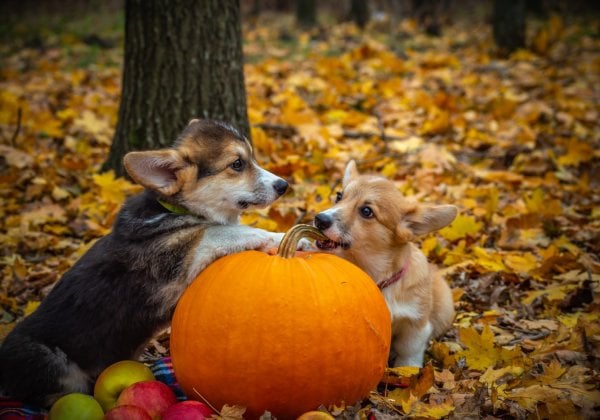 Keep Cats and Dogs Safe During Halloween