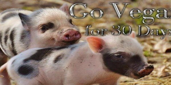 This November, Go Vegan for 30 days for #WorldVeganMonth