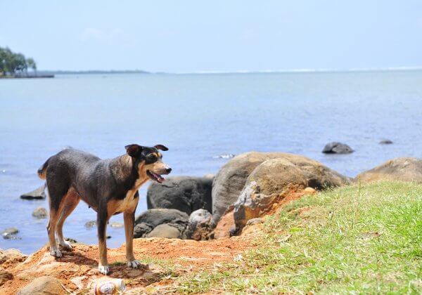 WATCH: Dogs on ‘Paradise Island’ Cruelly Killed. Take Action Now!