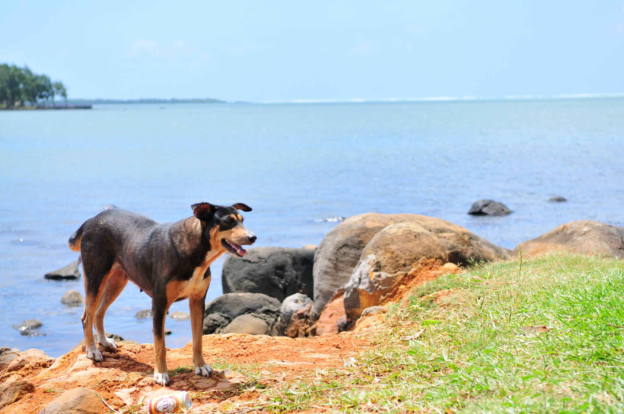 WATCH Dogs on 'Paradise Island' Cruelly Killed. Take Action Now
