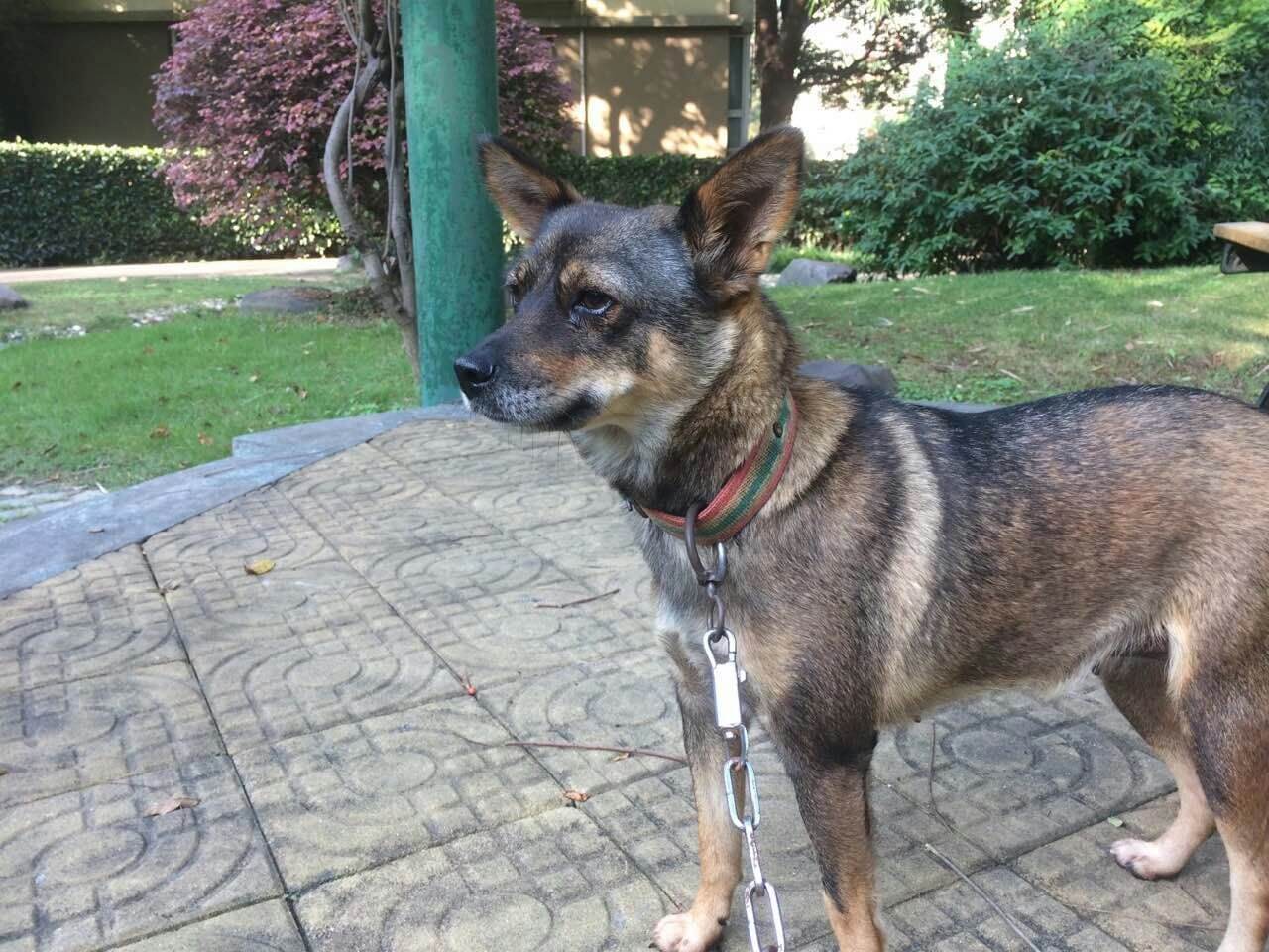 Little Dog, Beaten for Refusing to Pull Man on Cart, Rescued by PETA in China