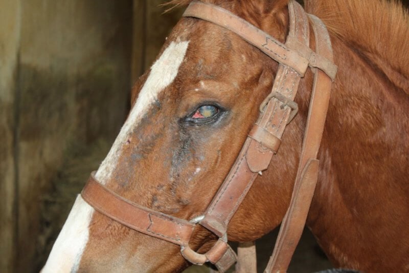 King Institute of Preventive Medicine & Research: Horse 48 at the King Institute is blind in the left eye.