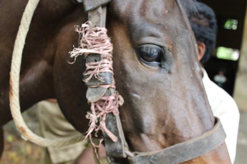 King Institute of Preventive Medicine & Research: At the King Institute, horses’ head collars are damaged and jury-rigged with temporary repairs, which poses a danger to them.