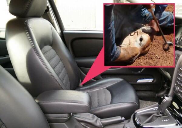Calves Dragged and Face-Branded for Leather Car Interiors