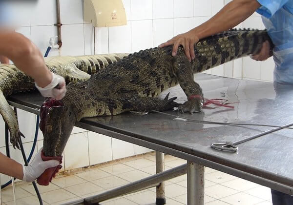 Cái chết kinh hoàng của cá sấu tại Việt Nam cho những chiếc túi xách da Louis Vuitton