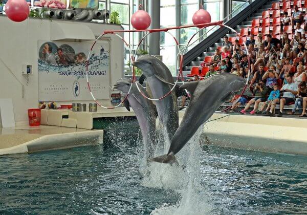 Take Action: Dolphins Tortured for Indonesia’s Traveling Circuses