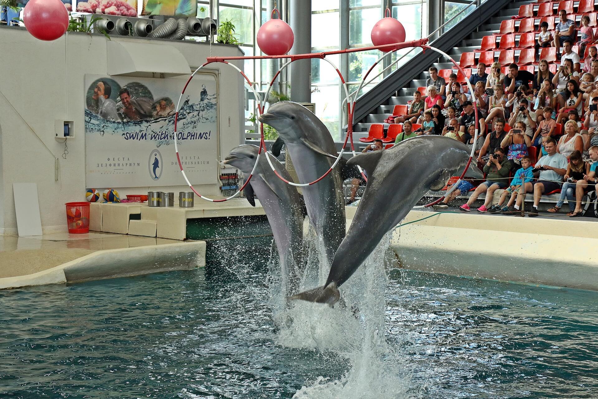 Victory! Traveling Dolphin Circus Shows Are Now Banned in Indonesia