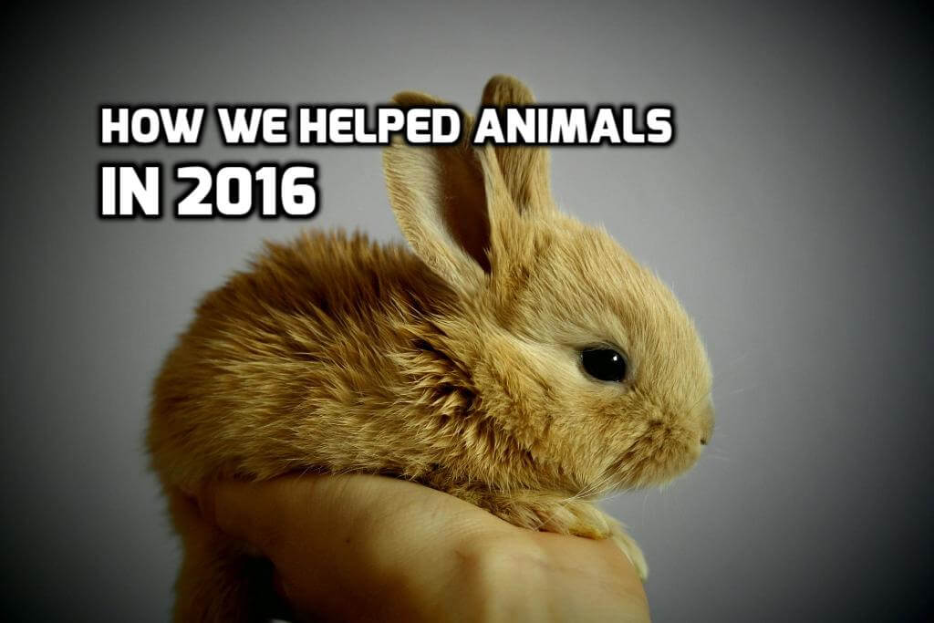 What We Achieved for Animals in 2016