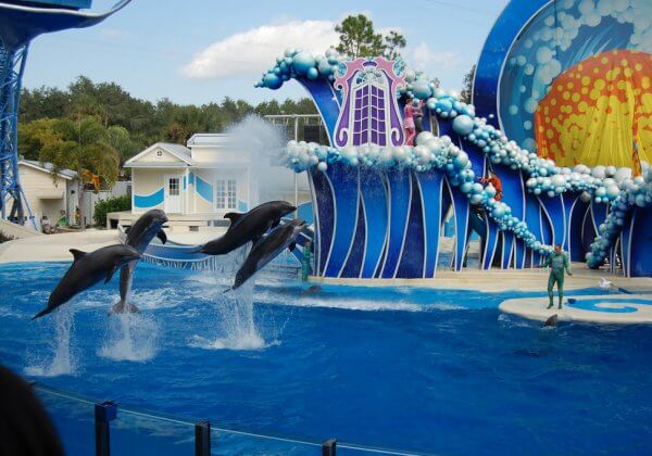 Urge Officials to Keep Animals Out of SeaWorld Abu Dhabi!