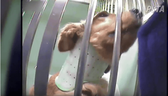 Urge French Charity to Stop Funding Cruel Experiments on Dogs!