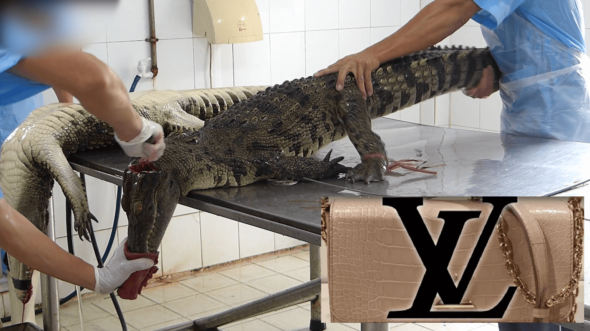 Footage Shows Crocodiles Skinned Alive For Louis Vuitton Purses