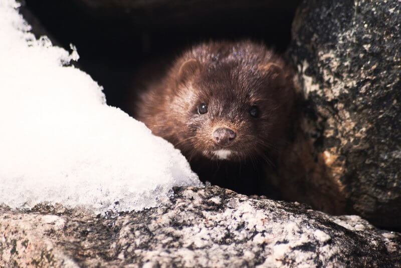 mink fur farm closed in Japan