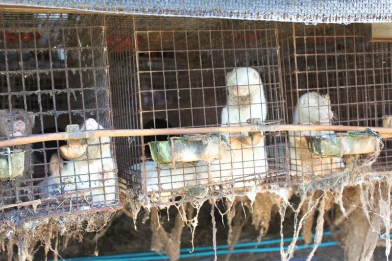 Mink fur farm in Japan closed down