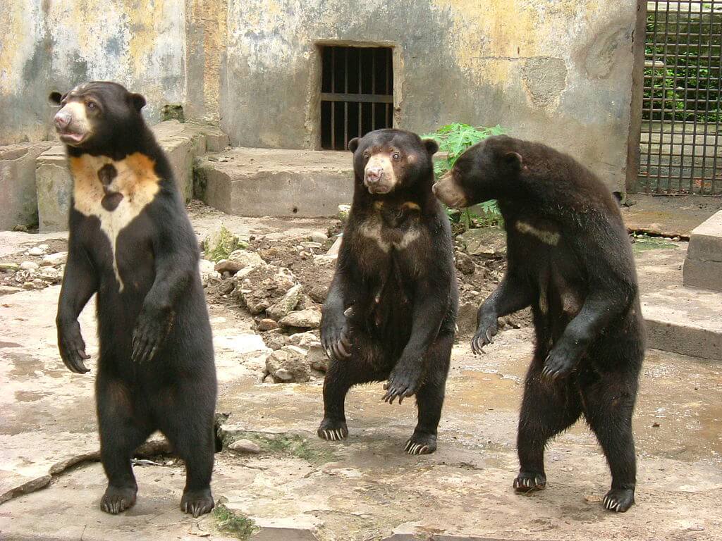 Video: Skeletal Bears Beg for Food From Visitors at Indonesia’s Bandung Zoo
