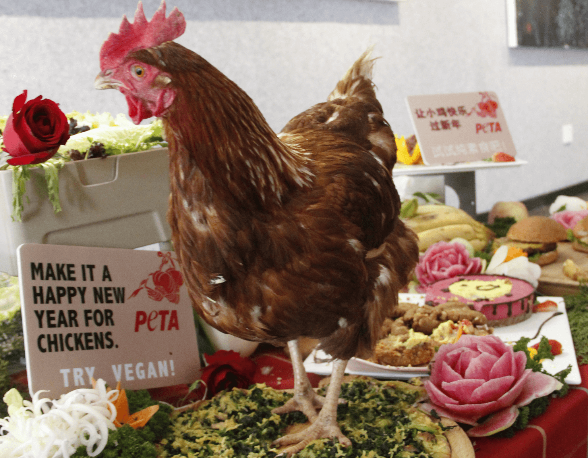 VIDEO: Rescued Chicken Celebrates Chinese New Year With Vegan Feast