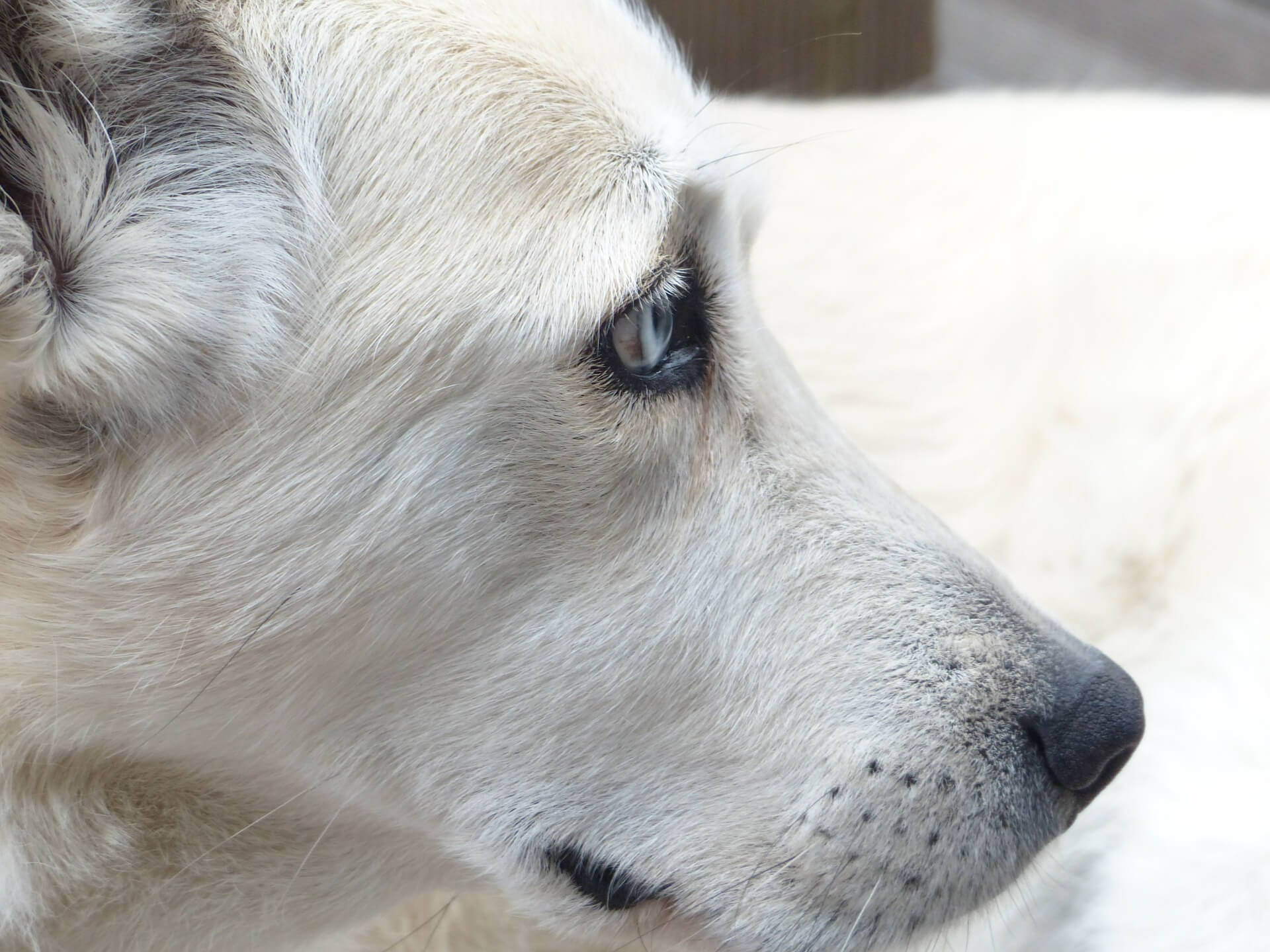 Dogs Killed in Filipino Movie 'Oro' - News - PETA Asia