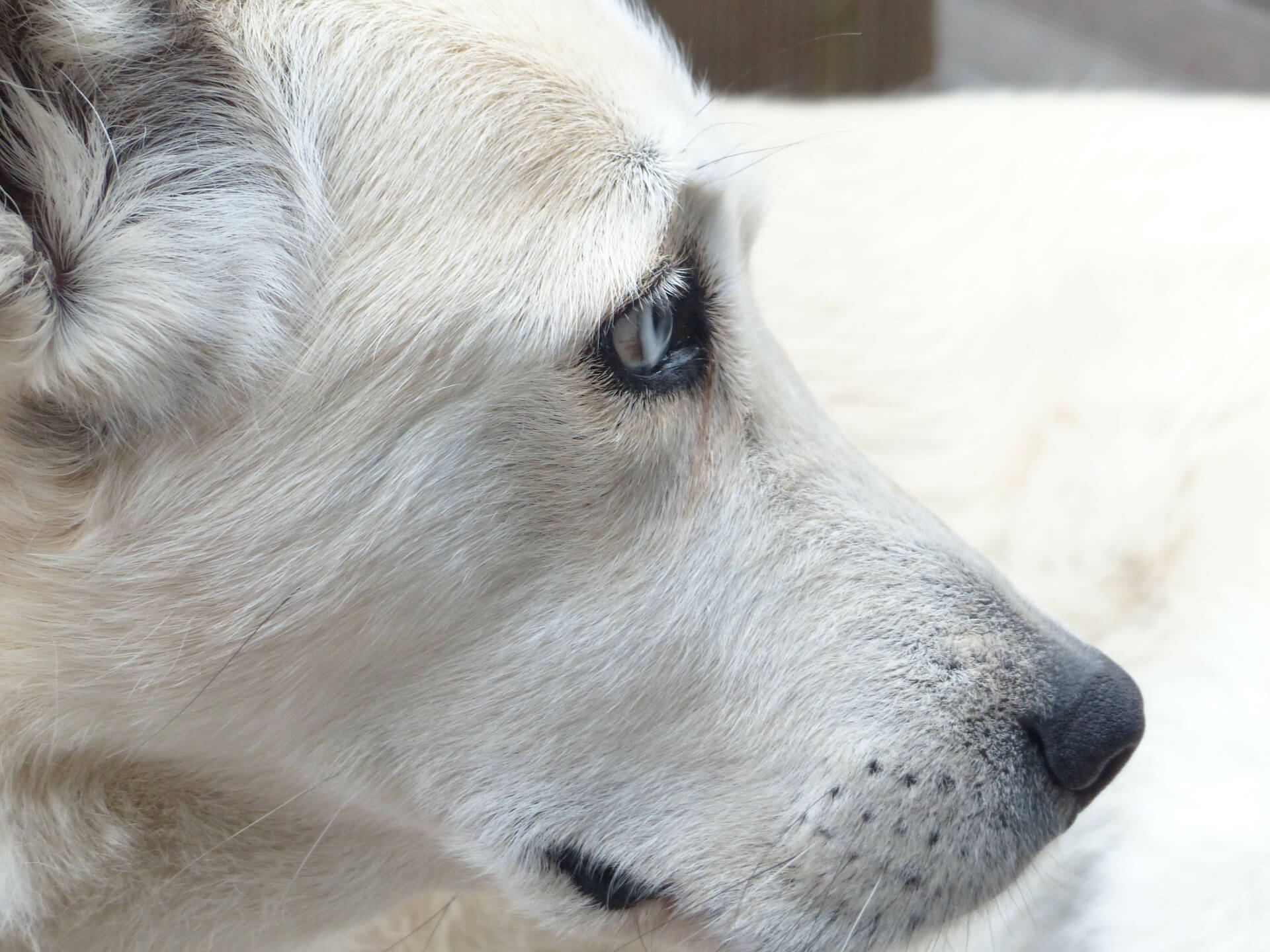 Dogs Killed in Filipino Movie 'Oro' - News - PETA Asia Dogs Killed in Filipino Movie 'Oro' - News - PETA Asia