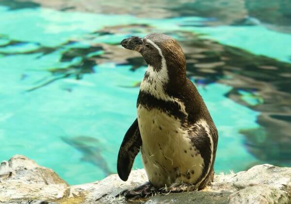 Help Penguins Imprisoned for Diners’ Entertainment In Jakarta Mall