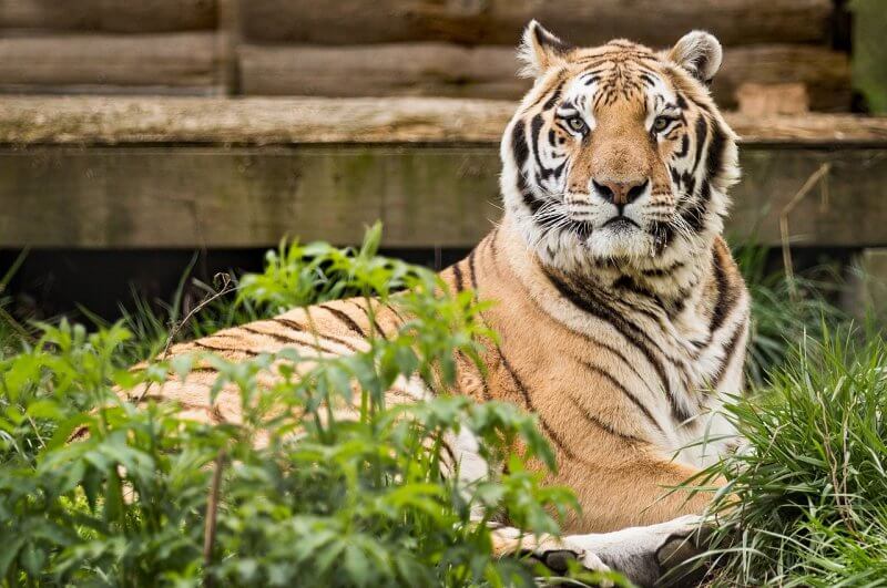 TIger shot dead after man climbed into enclosure at zoo in China
