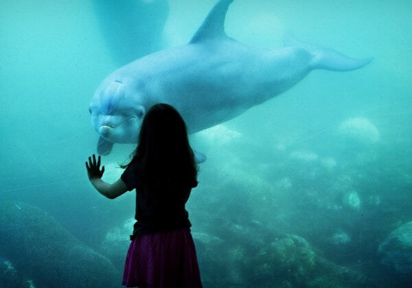 Tell SeaWorld’s Newest Shareholder Not to Bring Animals to China!